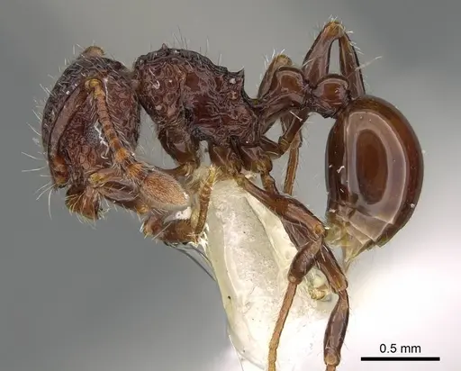 Pristomyrmex brevispinosus specimen CASENT0919946 image casent0919946_3