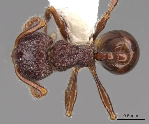 Pristomyrmex brevispinosus specimen CASENT0922983 image casent0922983_1