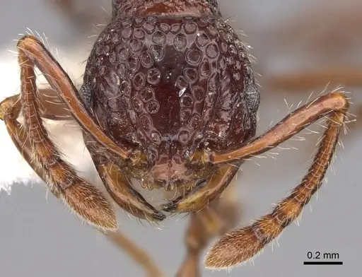 Pristomyrmex brevispinosus specimen CASENT0922983 image casent0922983_2