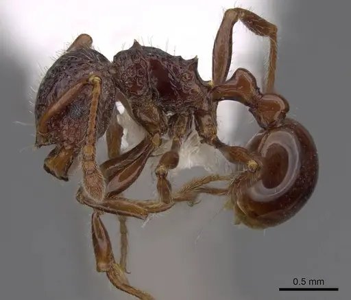 Pristomyrmex brevispinosus specimen CASENT0922983 image casent0922983_3