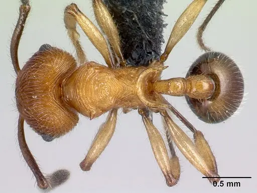 Pristomyrmex browni specimen CASENT0060001 image casent0060001_1