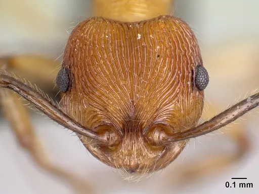 Pristomyrmex browni specimen CASENT0060001 image casent0060001_2
