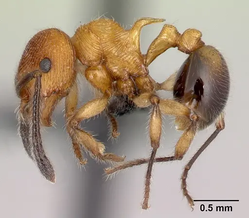 Pristomyrmex browni specimen CASENT0060001 image casent0060001_3
