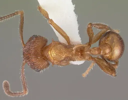 Pristomyrmex browni specimen CASENT0102287 image casent0102287_1