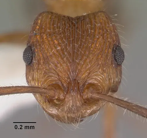 Pristomyrmex browni specimen CASENT0102287 image casent0102287_2