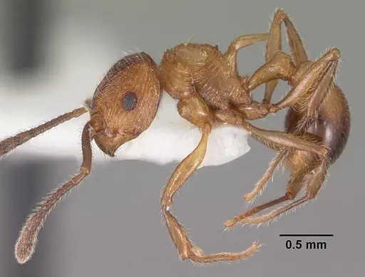 Pristomyrmex browni specimen CASENT0102287 image casent0102287_3