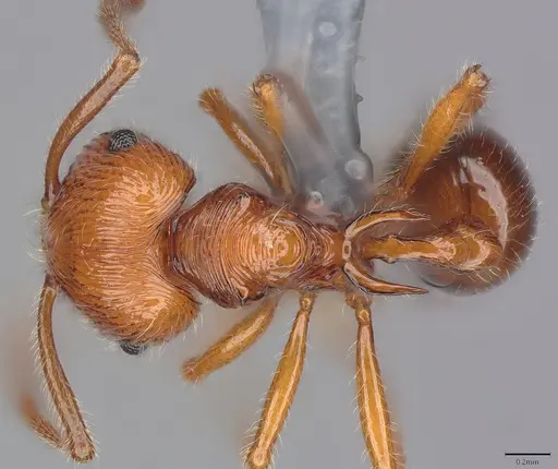 Pristomyrmex browni specimen CASENT4036281 image casent4036281_1