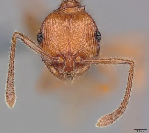 Pristomyrmex browni specimen CASENT4036281 image casent4036281_2