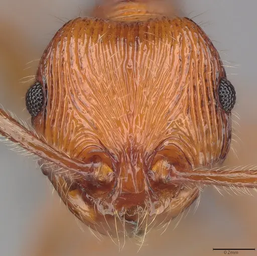 Pristomyrmex browni specimen CASENT4036281 image casent4036281_3