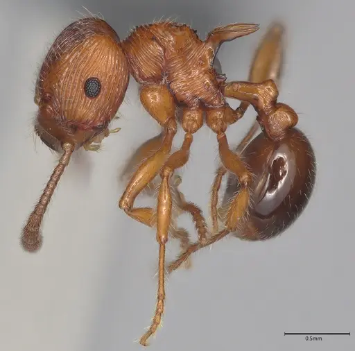 Pristomyrmex browni specimen CASENT4036281 image casent4036281_4