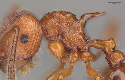 Pristomyrmex browni specimen CASENT4036281 image casent4036281_5