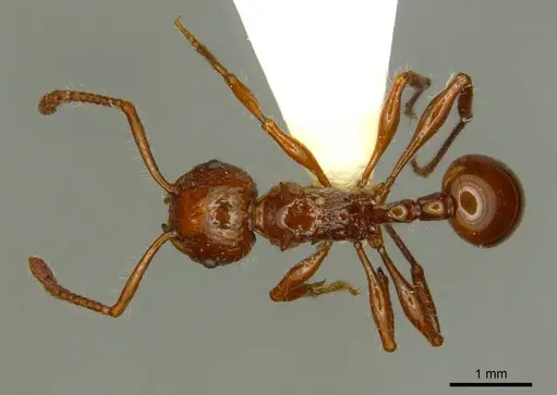 Pristomyrmex cebuensis specimen CASENT0919748 image casent0919748_1