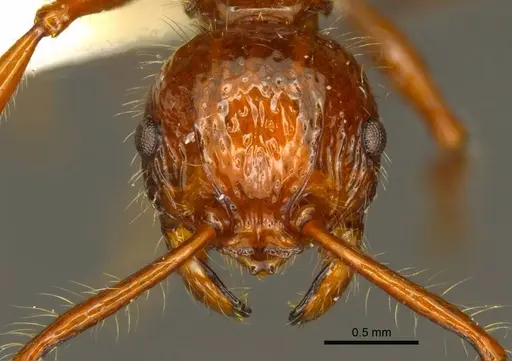 Pristomyrmex cebuensis specimen CASENT0919748 image casent0919748_2