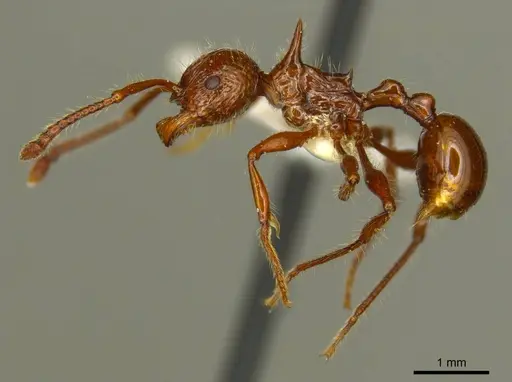 Pristomyrmex cebuensis specimen CASENT0919748 image casent0919748_3