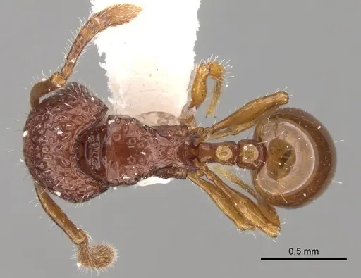 Pristomyrmex coggii specimen CASENT0281799 image casent0281799_1