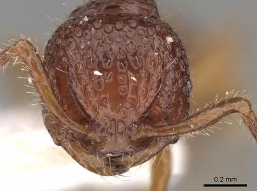 Pristomyrmex coggii specimen CASENT0281799 image casent0281799_2