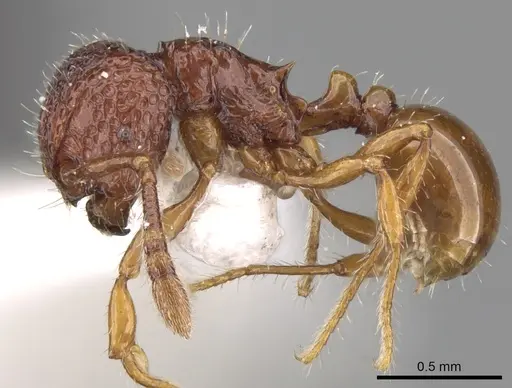 Pristomyrmex coggii specimen CASENT0281799 image casent0281799_3