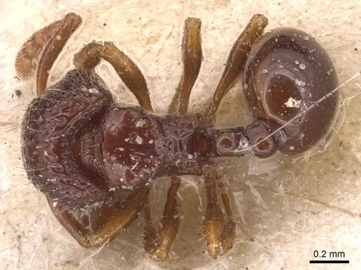 Pristomyrmex coggii specimen CASENT0904699 image casent0904699_1