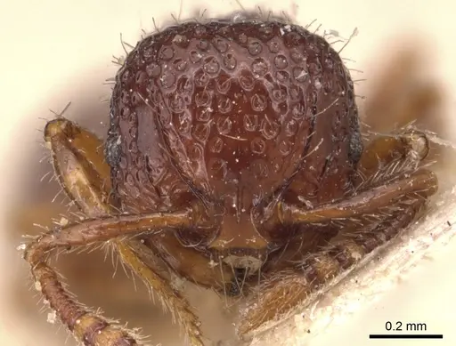 Pristomyrmex coggii specimen CASENT0904699 image casent0904699_2
