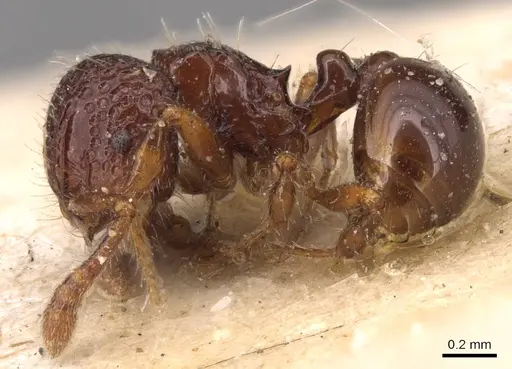 Pristomyrmex coggii specimen CASENT0904699 image casent0904699_3