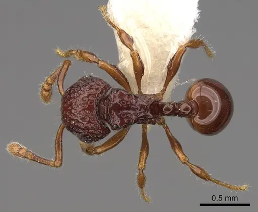 Pristomyrmex coggii specimen CASENT0922984 image casent0922984_1