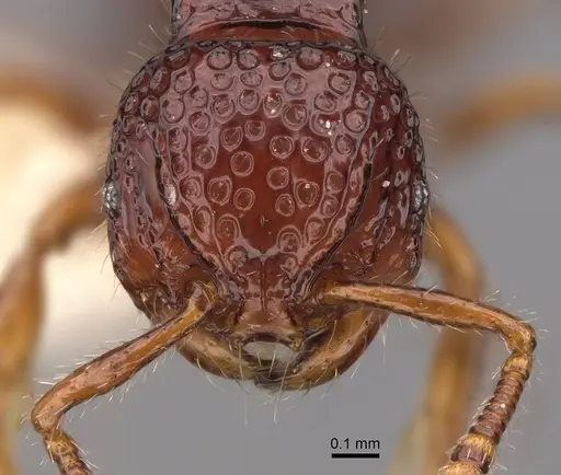 Pristomyrmex coggii specimen CASENT0922984 image casent0922984_2