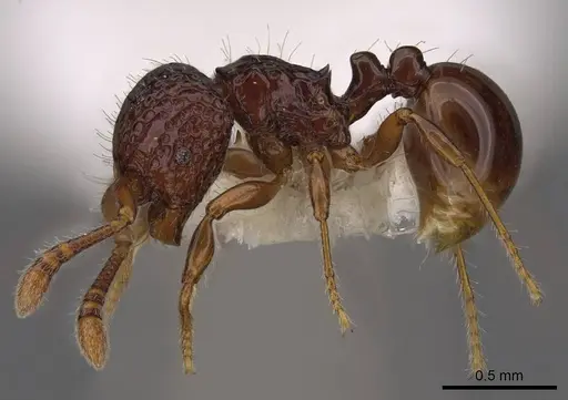 Pristomyrmex coggii specimen CASENT0922984 image casent0922984_3