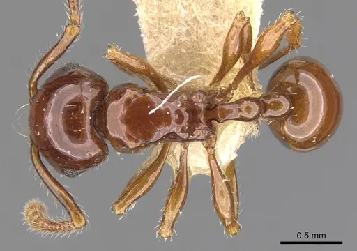 Pristomyrmex collinus specimen CASENT0901723 image casent0901723_1