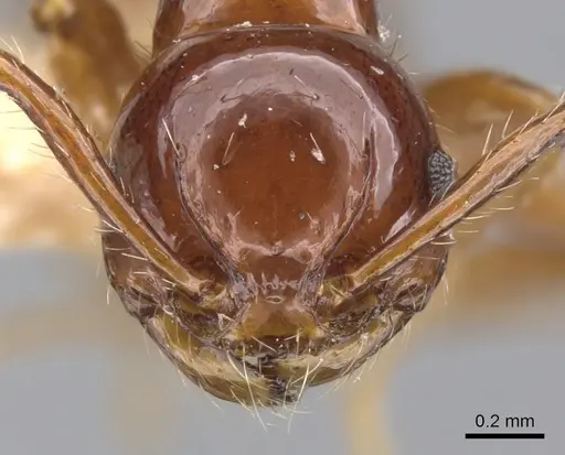 Pristomyrmex collinus specimen CASENT0901723 image casent0901723_2