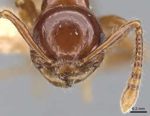Pristomyrmex collinus specimen CASENT0901723 image casent0901723_3