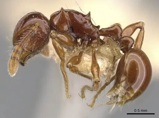 Pristomyrmex collinus specimen CASENT0901723 image casent0901723_4