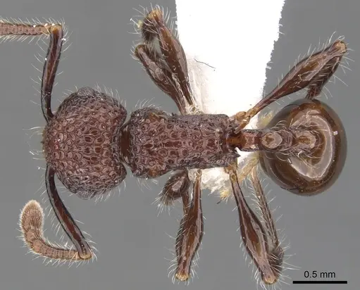 Pristomyrmex costatus specimen CASENT0901719 image casent0901719_1