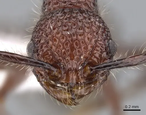 Pristomyrmex costatus specimen CASENT0901719 image casent0901719_2