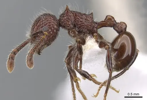 Pristomyrmex costatus specimen CASENT0901719 image casent0901719_3