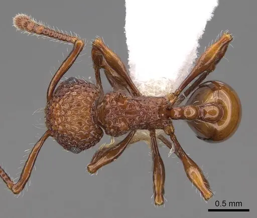 Pristomyrmex costatus specimen CASENT0922985 image casent0922985_1