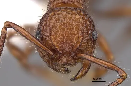 Pristomyrmex costatus specimen CASENT0922985 image casent0922985_2