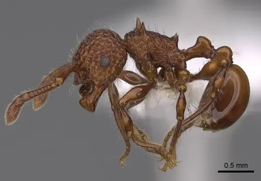 Pristomyrmex costatus specimen CASENT0922985 image casent0922985_3