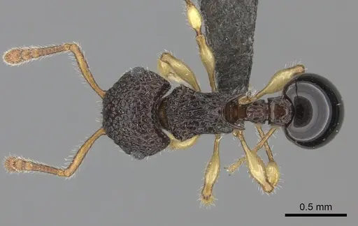Pristomyrmex cribrarius specimen CASENT0235683 image casent0235683_1