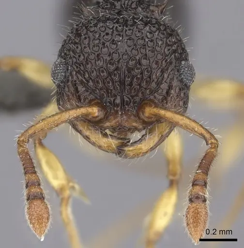 Pristomyrmex cribrarius specimen CASENT0235683 image casent0235683_2