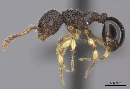 Pristomyrmex cribrarius specimen CASENT0235683 image casent0235683_3