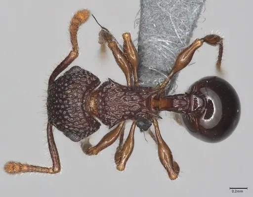 Pristomyrmex cribrarius specimen CASENT0785579 image casent0785579_1
