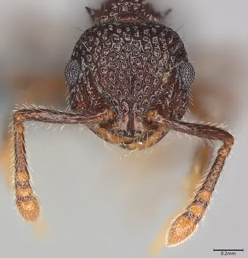 Pristomyrmex cribrarius specimen CASENT0785579 image casent0785579_2