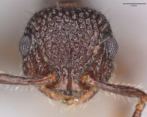 Pristomyrmex cribrarius specimen CASENT0785579 image casent0785579_3