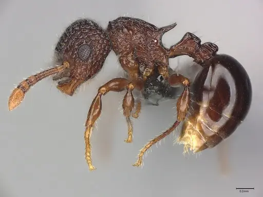 Pristomyrmex cribrarius specimen CASENT0785579 image casent0785579_4