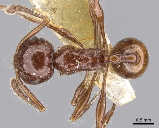 Pristomyrmex curvulus specimen CASENT0901716 image casent0901716_1
