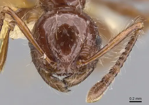 Pristomyrmex curvulus specimen CASENT0901716 image casent0901716_2