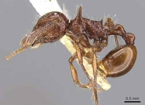 Pristomyrmex curvulus specimen CASENT0901716 image casent0901716_3