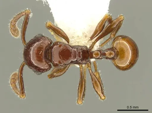 Pristomyrmex distinguendus specimen CASENT0919749 image casent0919749_1