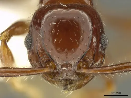 Pristomyrmex distinguendus specimen CASENT0919749 image casent0919749_2