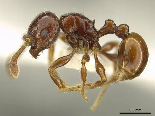 Pristomyrmex distinguendus specimen CASENT0919749 image casent0919749_3